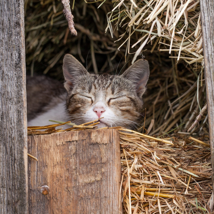 Trap Neuter & Return - St. Francis Animal Shelter